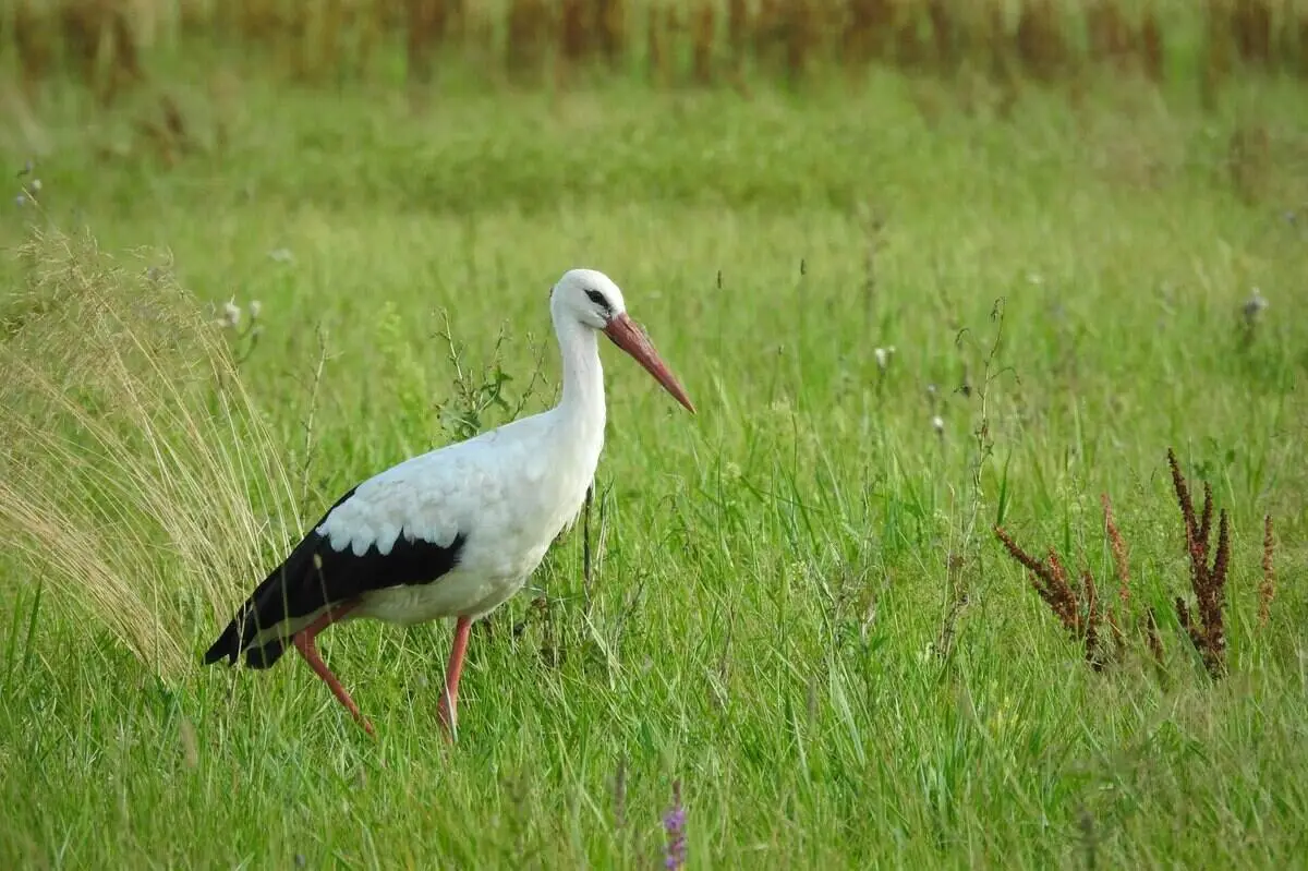 white-stork white-stork