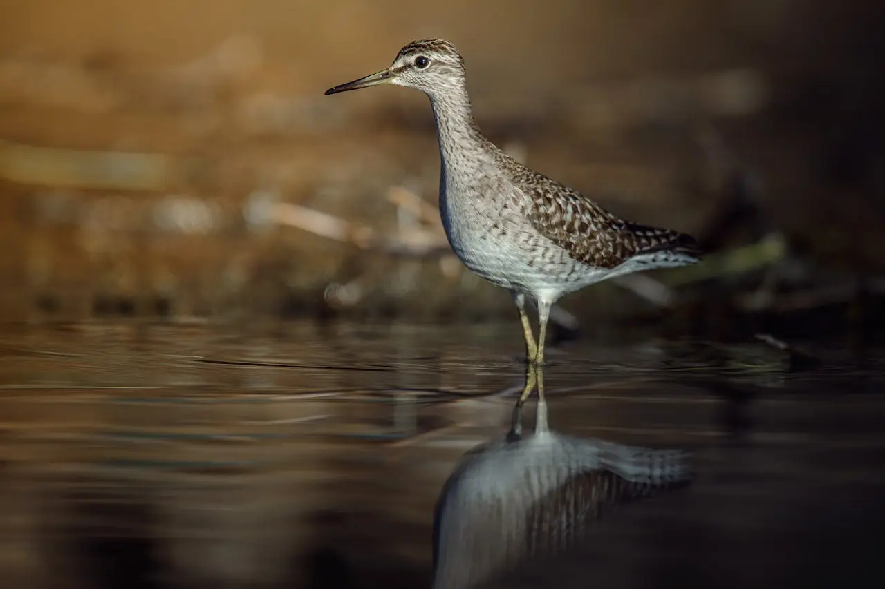 wood-sandpiper wood-sandpiper