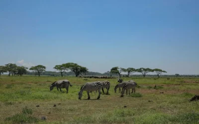 Flying to the Mara vs. Driving: Which Saves Time and Money?